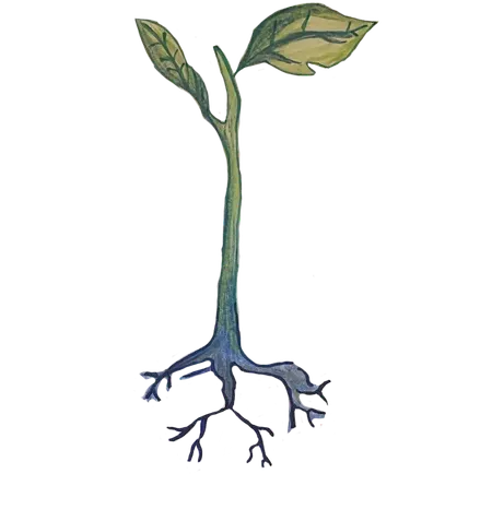 Roots