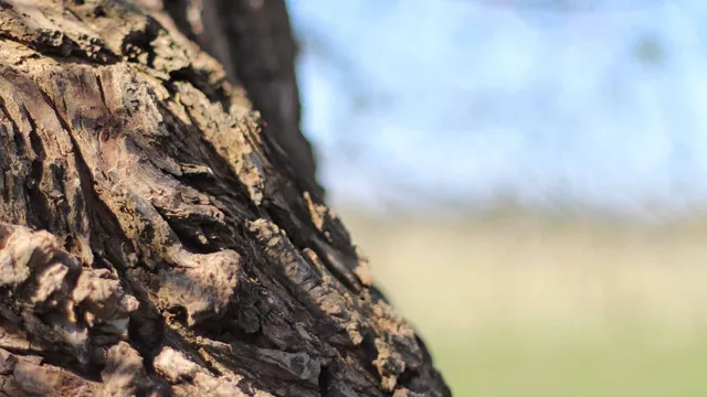 Within These Roots